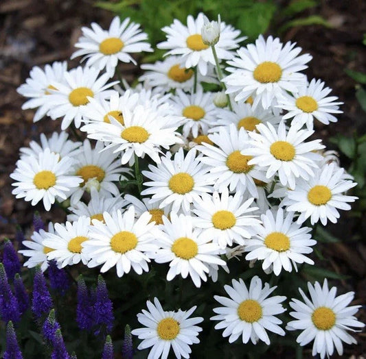 Alaska Shasta Daisy Seeds - 1000 Seeds - Perennial Garden Flower (Chrysanthemum maximum)