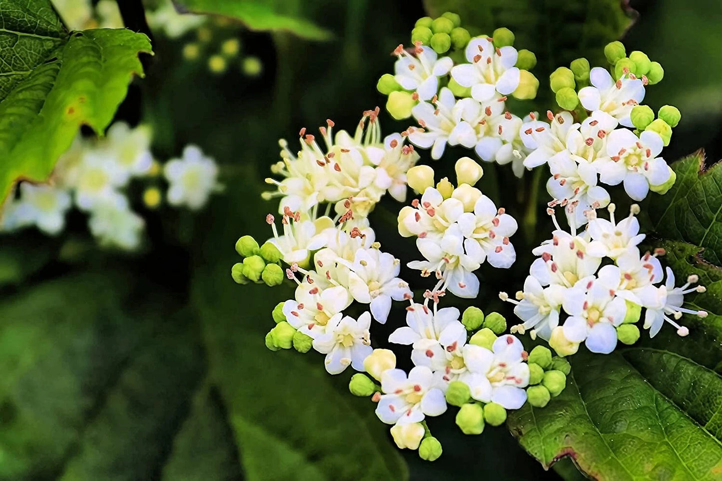 Arrowwood Bush Seeds - 100 Count - Blooming Hedge Row - Viburnum dentatum