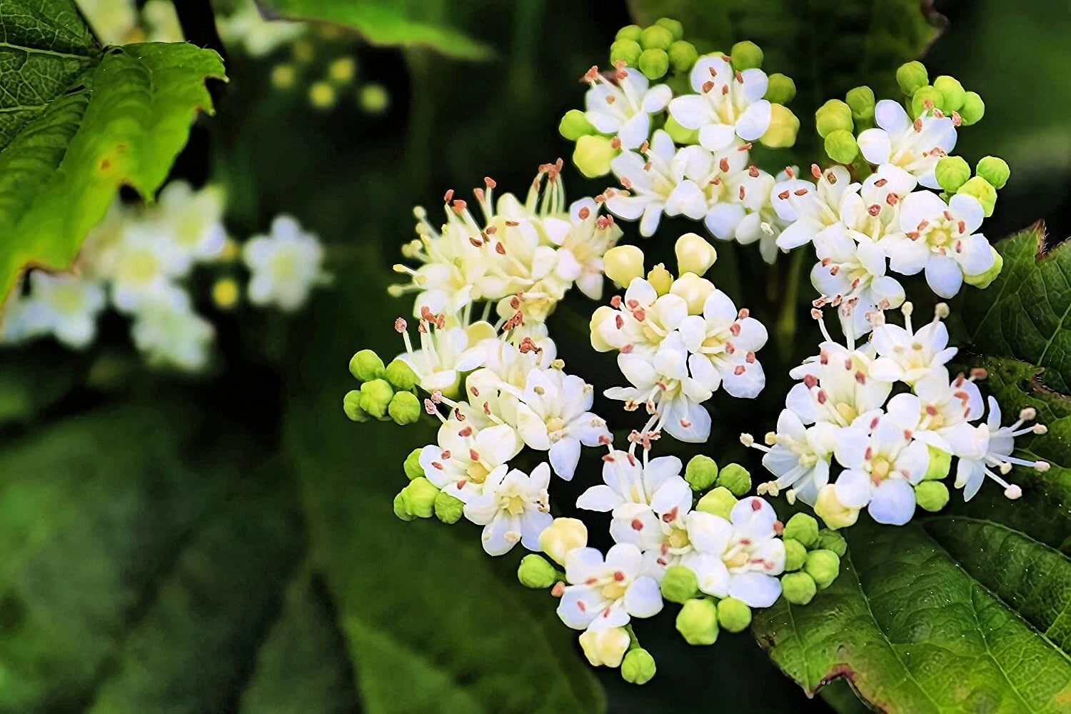 Arrowwood Bush Seeds - 100 Count - Blooming Hedge Row - Viburnum dentatum