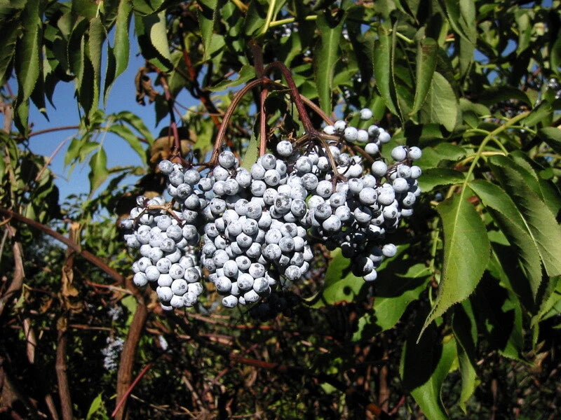 Blue Elderberry Seeds, 50 Pack, Sambucus Caerulea, Organic Blue Berries for Garden Planting, Edible Fruit Shrub