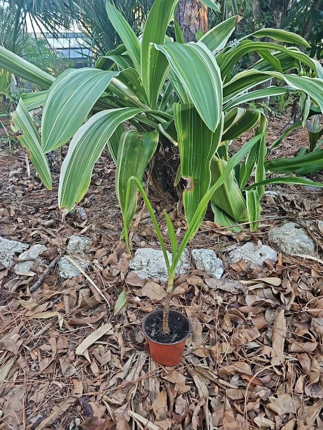 Crinum Lily Plant 4” Pot Colossal Giant White Spider Variegated Reverted (Asiaticum) Live Houseplant Garden Decor