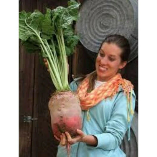 Mammoth Mangel Beet Seeds - 50 Count - Grow Giant Beets - Beta vulgaris