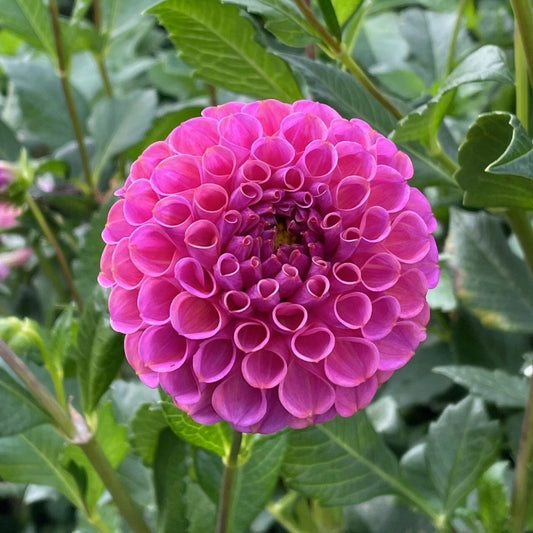 25 Rocco Dahlia Seeds | Perennial Flower Seeds | Flowering Bloom | Dahlia variabilis