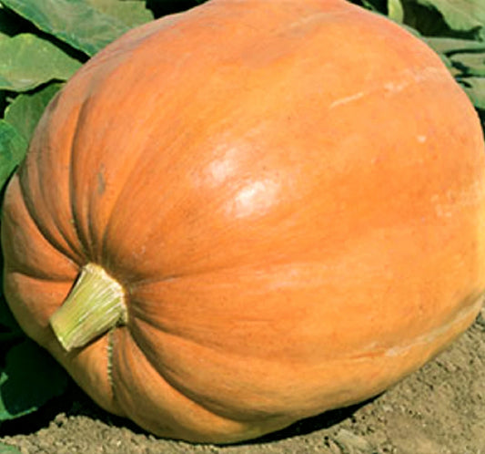 Mammoth Gold Pumpkin Seeds - 5 Non-GMO Seeds - Giant Orange Pumpkins - Cucurbita maxima