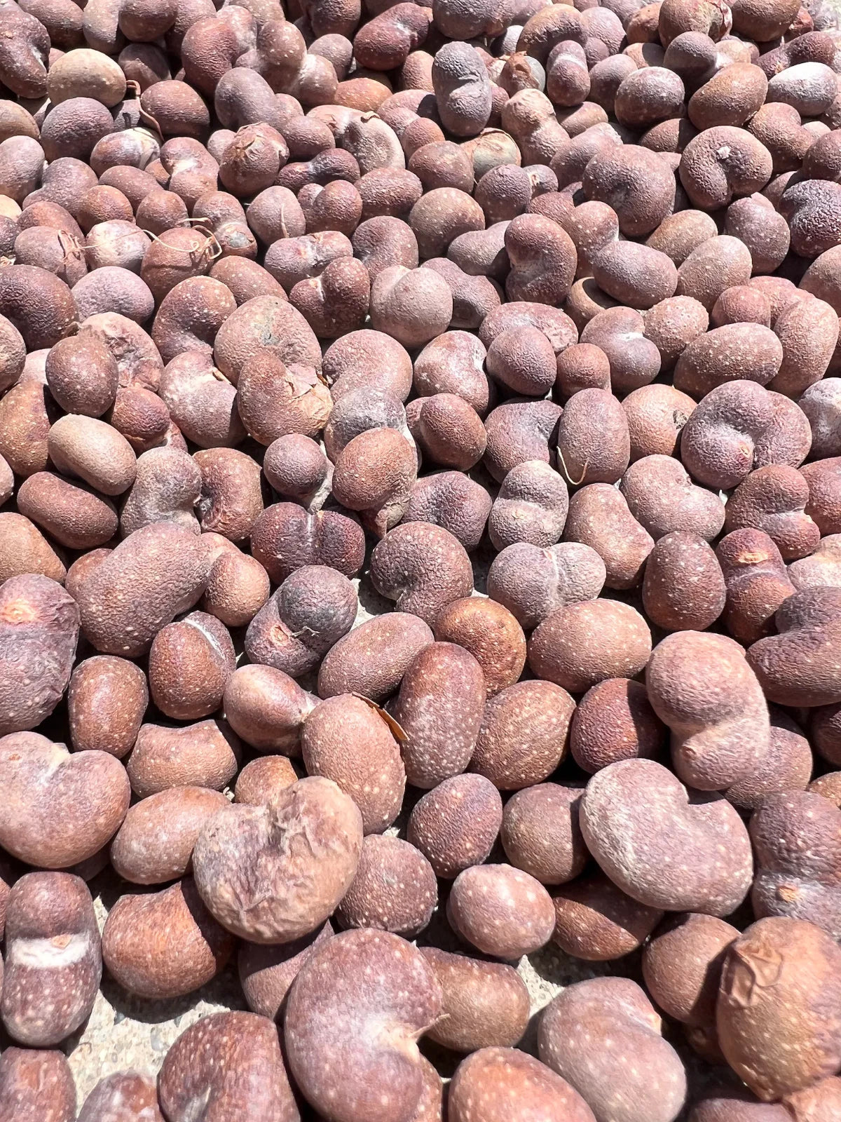 African Baobab Seeds - Adansonia Digitata - Drought-Tolerant Tree Seeds - Unique Ornamental Plant Seeds