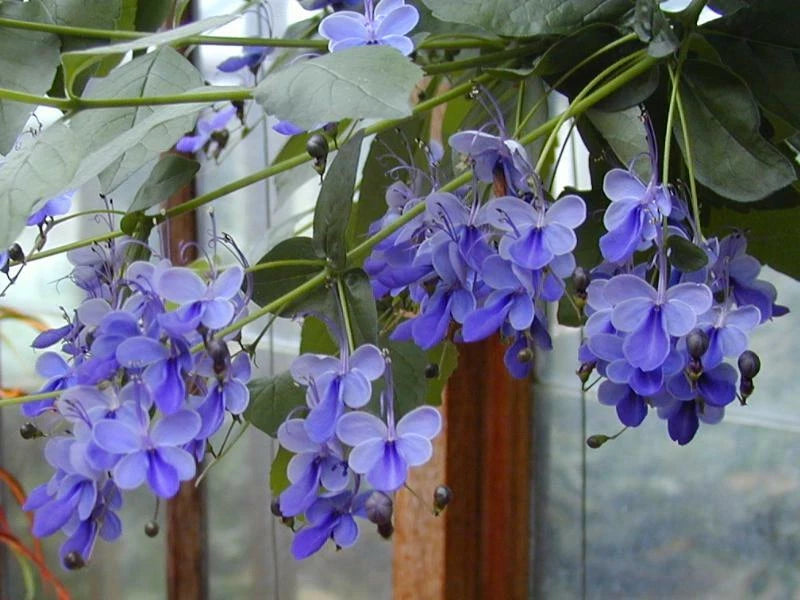 Blue Butterfly Bush Rooted Starter Plant, Blue Wings, Clerodendrum ugandense