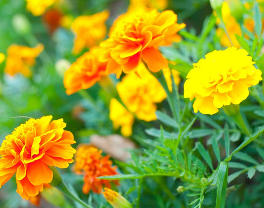 Marigold Seeds for Planting - 1,200+ Multi-Color Flowers - Tagetes erecta and Tagetes patula
