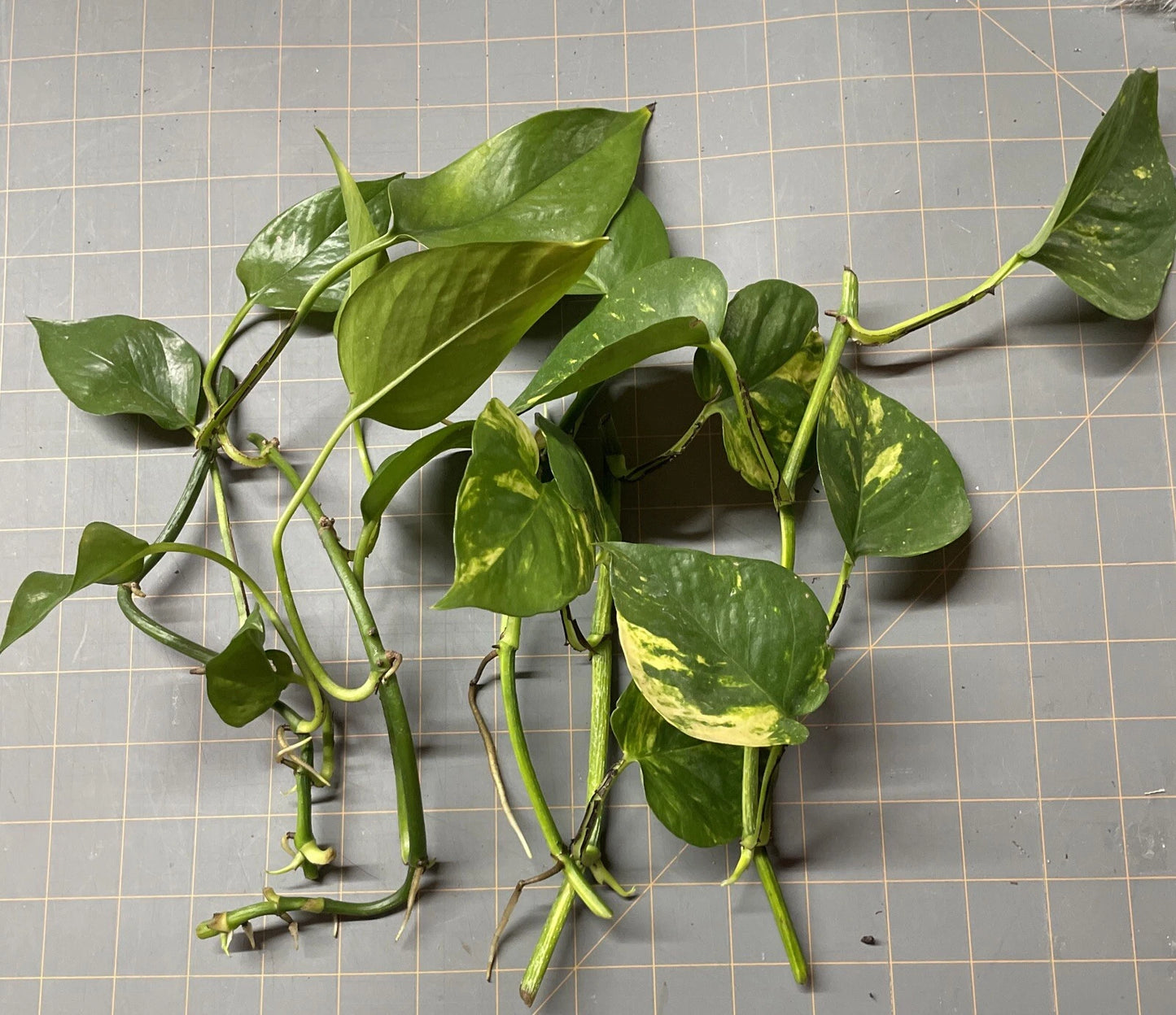 Golden Pothos Plant Rooted Cuttings - Epipremnum aureum - 5 Healthy Starter Plants for Indoor Greenery