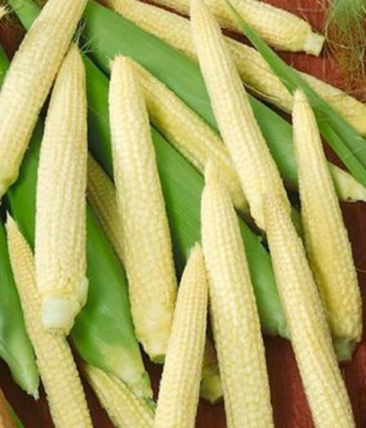 Japanese Hulless Corn Seed - 10 Seeds - Non-GMO - Zea Mays - Organic Heirloom Variety - Free Shipping on 4 Items