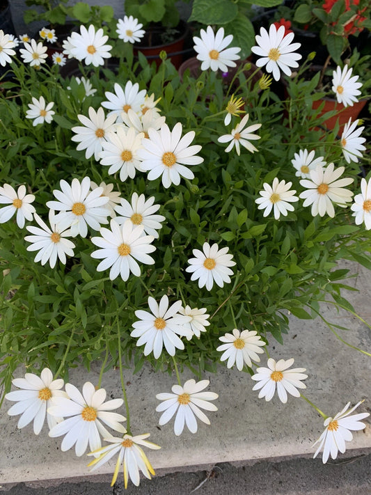 African Daisy Plant, 18x12x8 Inches, Cream/Yellow, Osteospermum, Perennial Huge Blooms