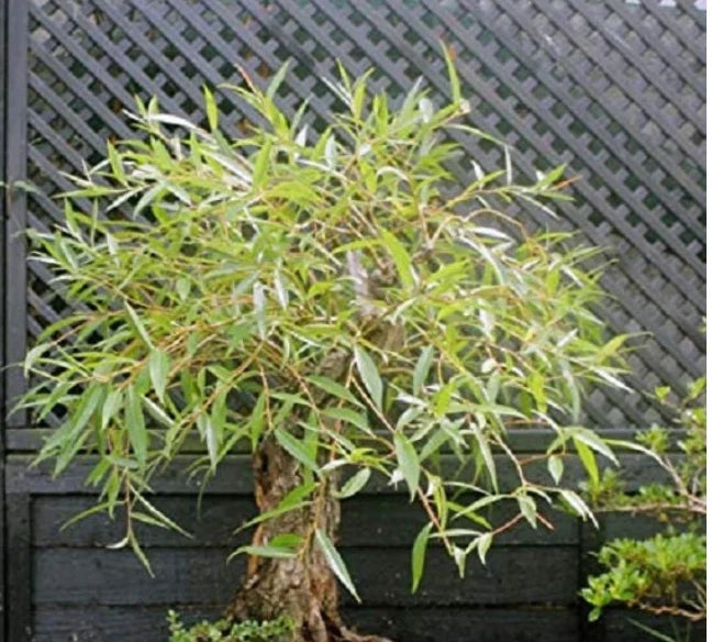 Bonsai Tree Cutting - Large Globe Willow with Thick Trunk - Salix Babylonica