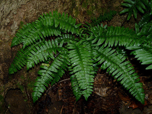 Christmas Fern Bare Root Plants (3 Pack) - Polystichum Acrostichoides for Shade Gardens and Natural Landscaping
