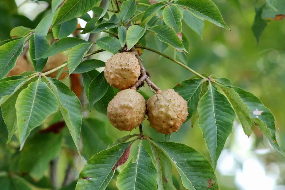 Buckeye Tree Seeds for Planting, 2 Seeds, Ohio State Tree, Aesculus glabra