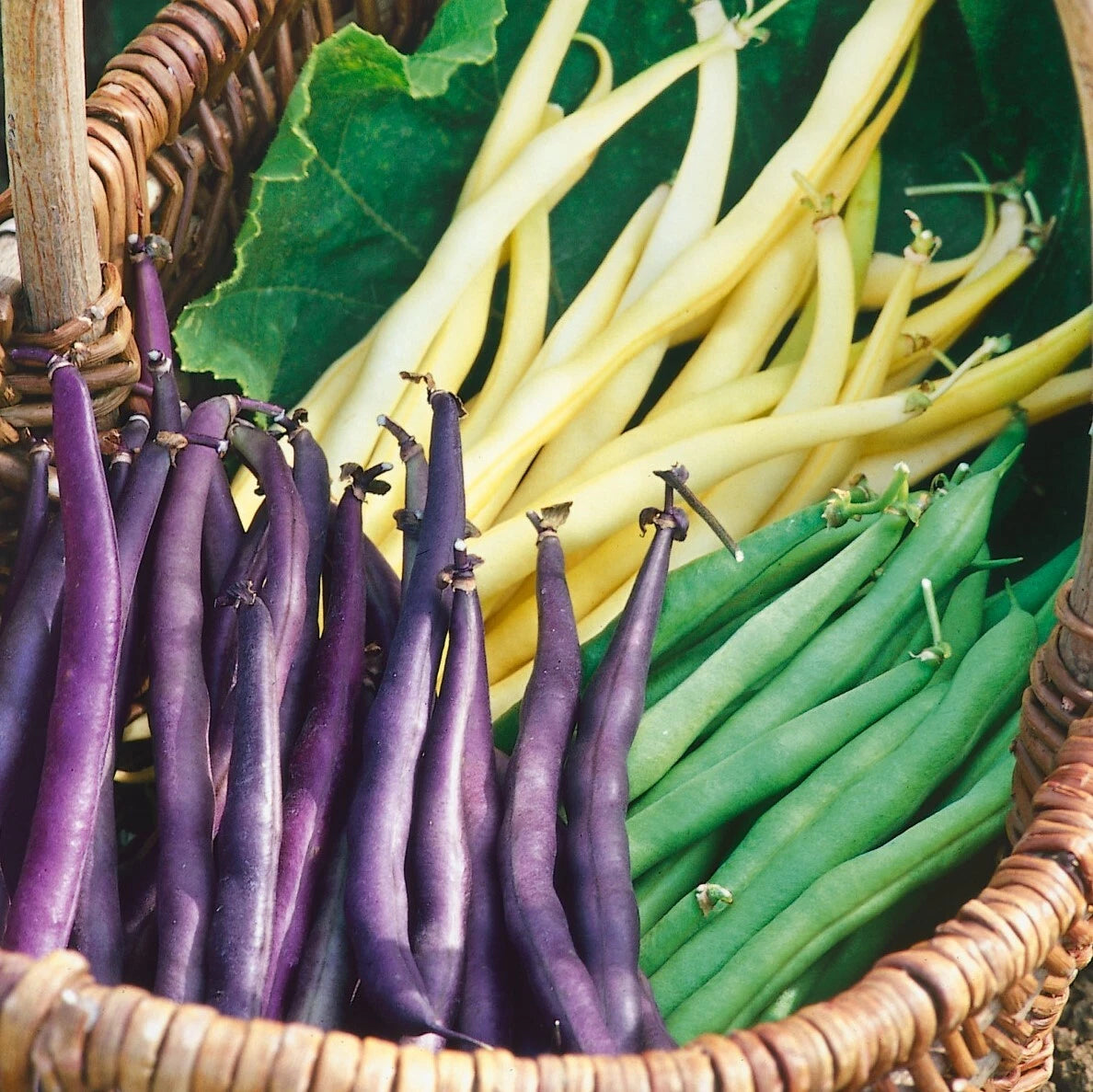 Bulk Mardi Gras Bean Seeds Mix - Purple, Yellow, Green Tricolor - High-Quality Gardening Seeds for Planting