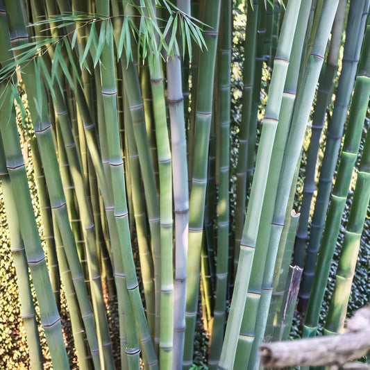 50 Bamboo Seeds - Clumping Privacy Plant for Garden - "Angel Mist" - Ideal Shade Screen (Bambusa spp.)