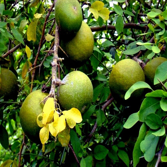 Bael Fruit Tree Seeds - 10 Pack - Aegle marmelos - Bengal Quince Stone Apple - Rare Seeds for Home Gardening