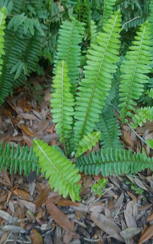 15 Rooted Live Boston Fern Plants - Tropical Greenery for Organic Gardens - Nephrolepis exaltata - Evergreen Shade Plants
