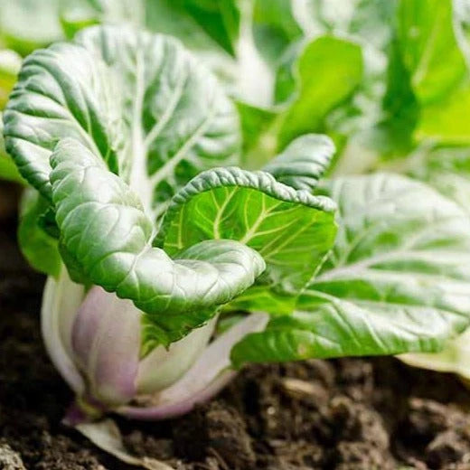 Bok Choy Seeds - Baby White Stem Extra Dwarf Pak Choi - Brassica rapa - Perfect for 2025 Planting USA