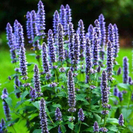 Korean Mint Seeds - Heirloom Herb Variety - Giant Hyssop (Agastache rugosa) - Ideal for 2025 Planting