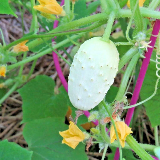 Miniature Sweet White Bush Cucumber Seeds - Organic Vegetable Garden - 30+ Pack, Cucumis sativus