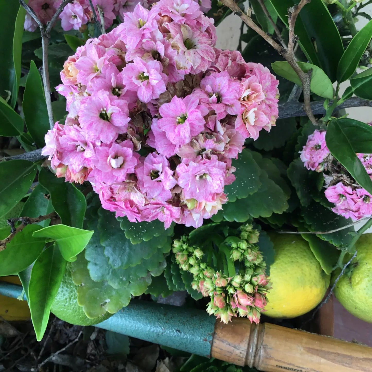 Kalanchoe Double Bloom Succulent Cuttings - Rooting Size - 3 Colors: Pink, Yellow, White - Kalanchoe blossfeldiana