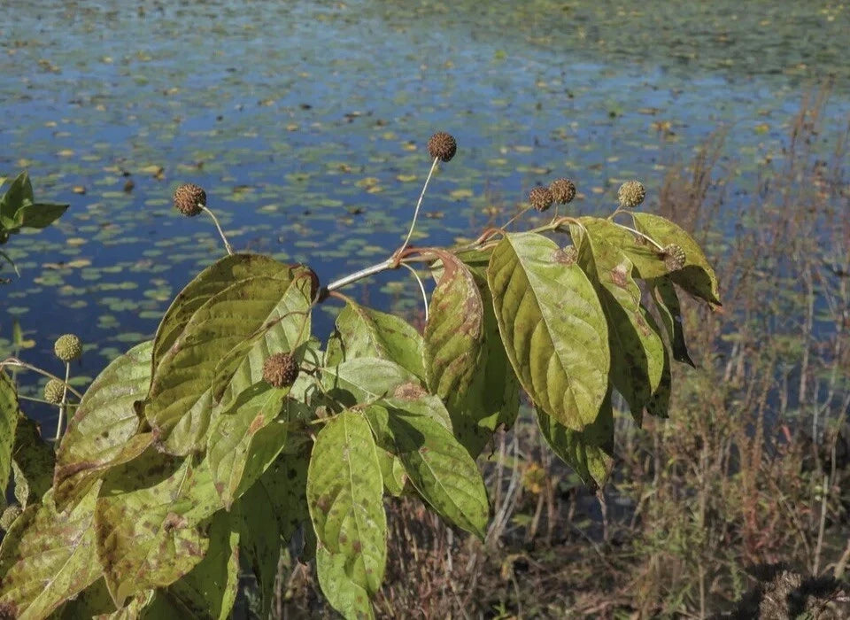 Buttonbush Seeds - 200+ Non-GMO - Cephalanthus occidentalis - Free Shipping
