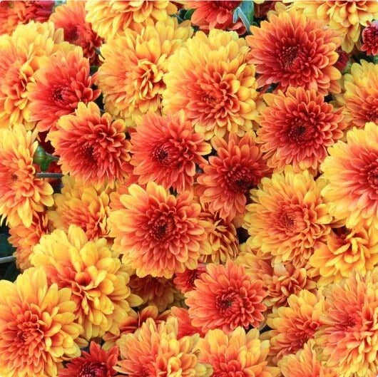 Honeyed Blaze Mum Seeds - 200+ Chrysanthemum Flower Seeds, Annual Blooming Variety, Perfect for Gardens and Landscapes