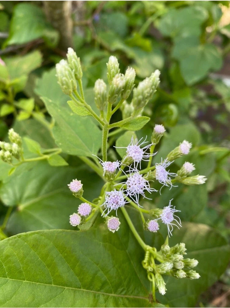 Jack The Bush Cuttings - 15 x 5 Inch Chromolaena Odorata - Butterfly Garden Plant, Organic, No Soil, No Roots