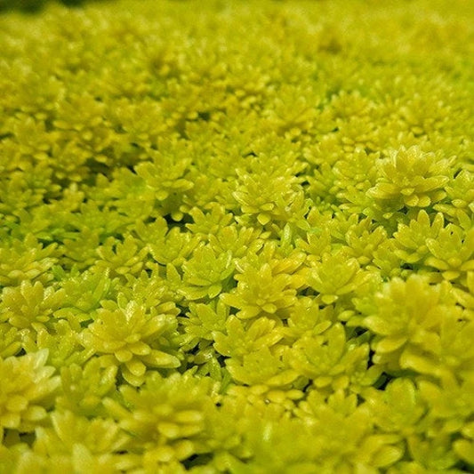 Carpet Sedum Acre 'Gold Moss' | Creeping Ground Cover | Tokyo Sun | Stone Crop | Drought-Tolerant Plant