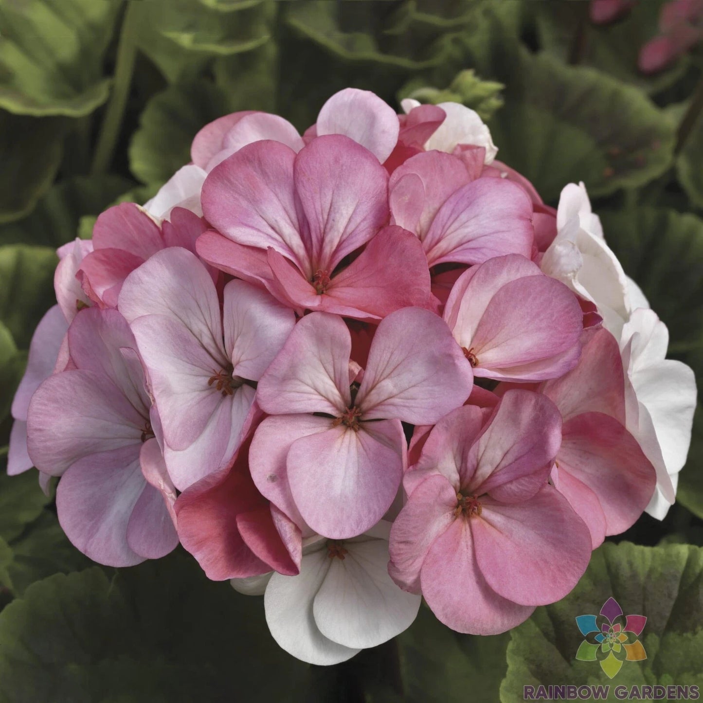 Pinto Premium White to Rose Geranium Seeds - 25+ Seeds - Pelargonium x hortorum - Ideal for Garden Planting - USA