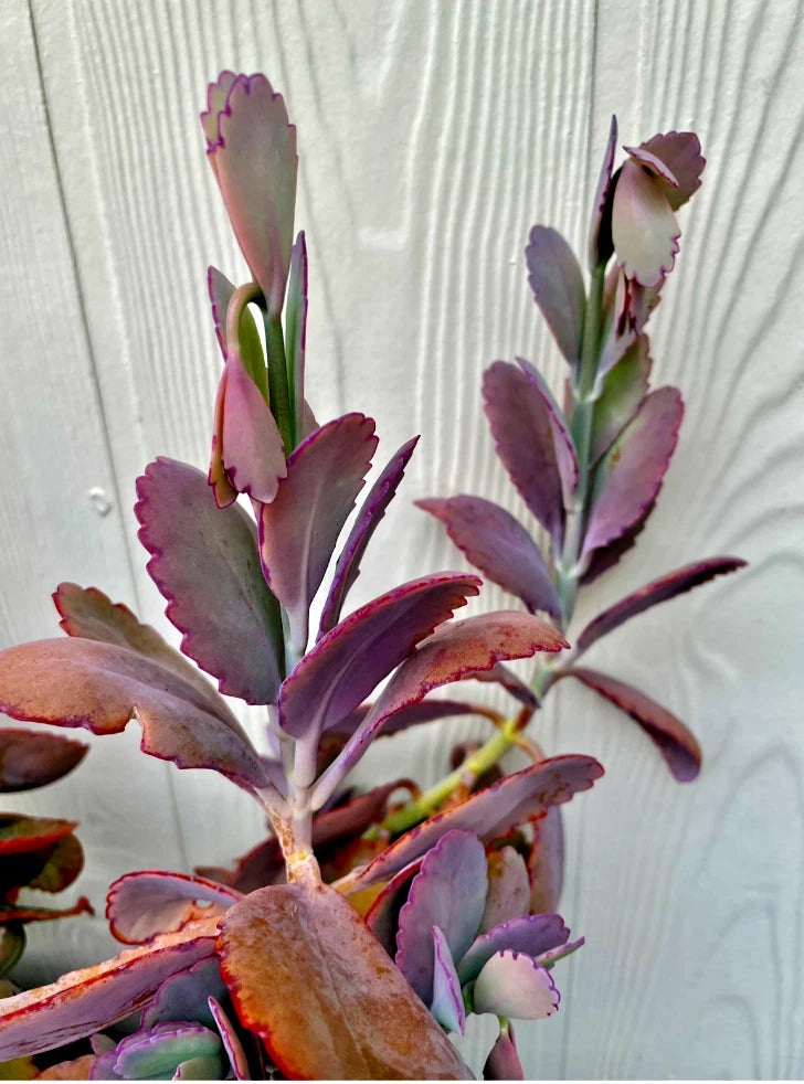Kalanchoe Fedtschenkoi Cutting - Lavender Scallops Succulent - Live Plant for Home Decor and Gardening