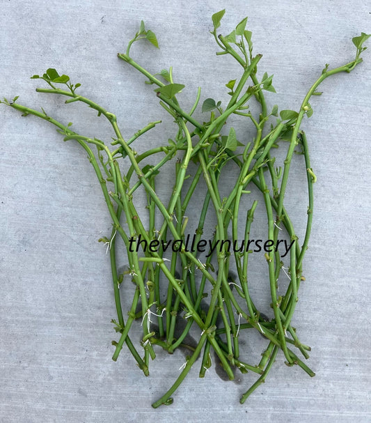 10 Rooted Sweet Potato Slips - Fresh Cutting Vines for Planting - Ipomoea batatas