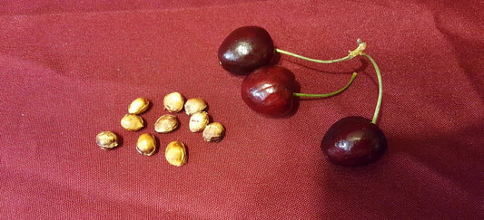 Cherry Fruit Tree Seeds 37 Count - Prunus avium - Organic Sweet Cherry Variety