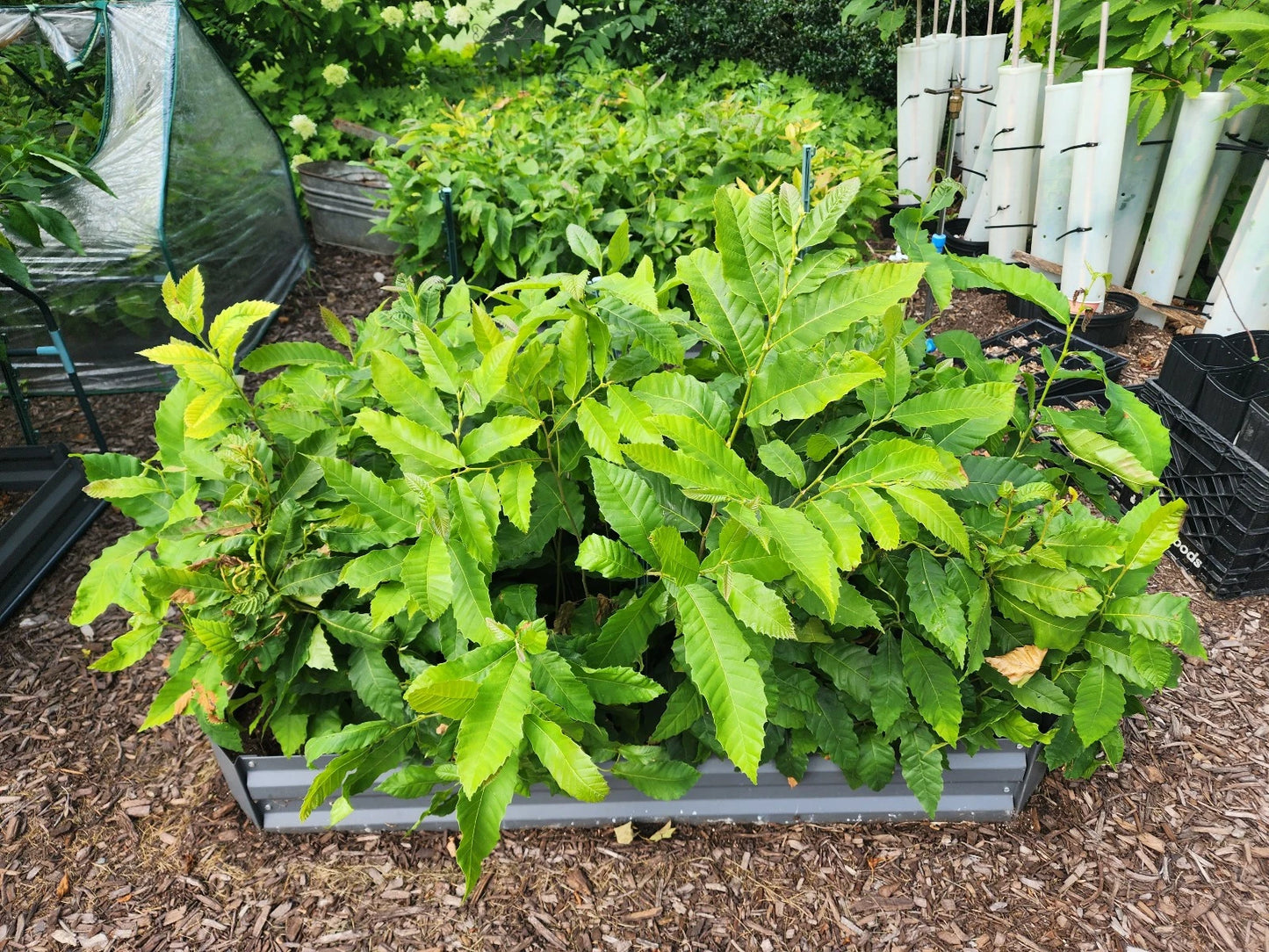 Chestnut Tree Seedlings - American & Hybrid Varieties - Castanea dentata & Castanea mollissima