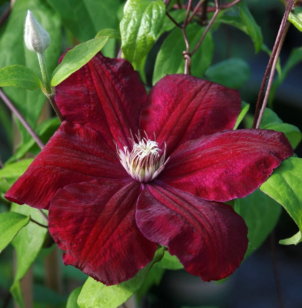 25 Clematis Seeds - Rouge Climbing Perennial Flower - Plumeria Bloom - USA Seller (733)