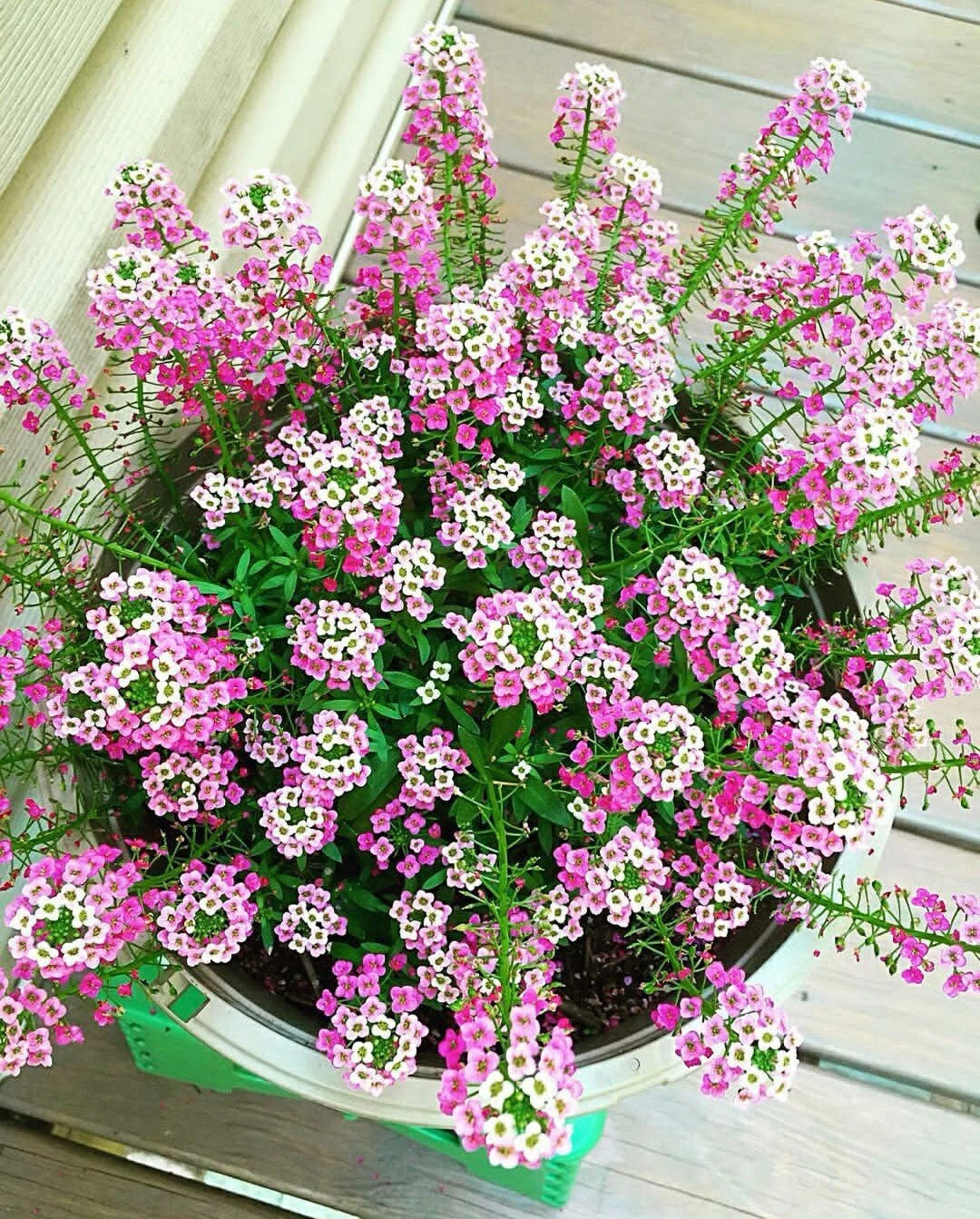 Sweet Alyssum Flower Seeds - 50 Pack - Pink Blooms - Lobularia maritima