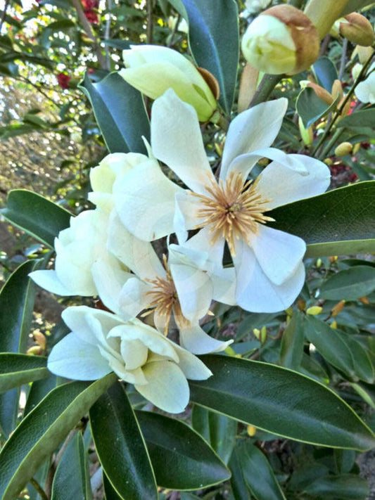 Live Sweetbay Magnolia Tree Plant 10-30" Laurel Magnolia Swamp Magnolia (Magnolia virginiana) 1-2 Years Old