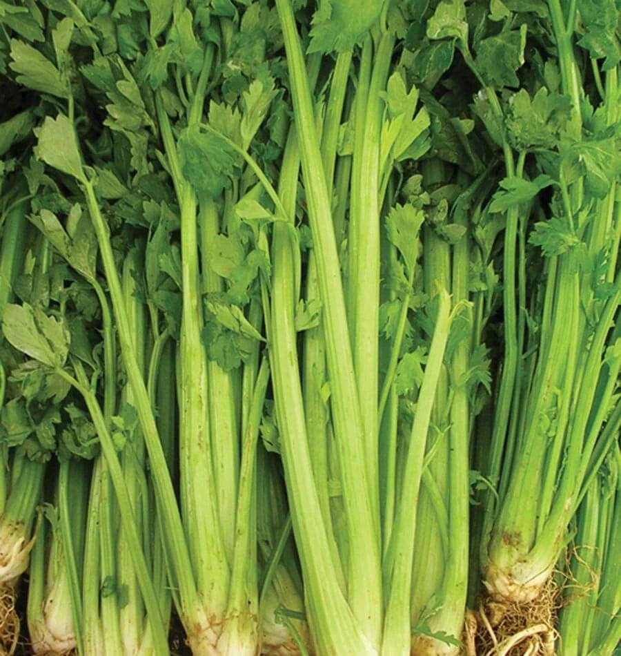 Celery Seeds 2000+ Non-GMO Tall Utah Variety for Vegetable Garden - USA Seller
