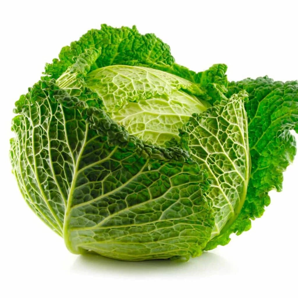 500+ Savoy Cabbage Seeds - Curly Leaf Variety for Garden Planting - Brassica oleracea