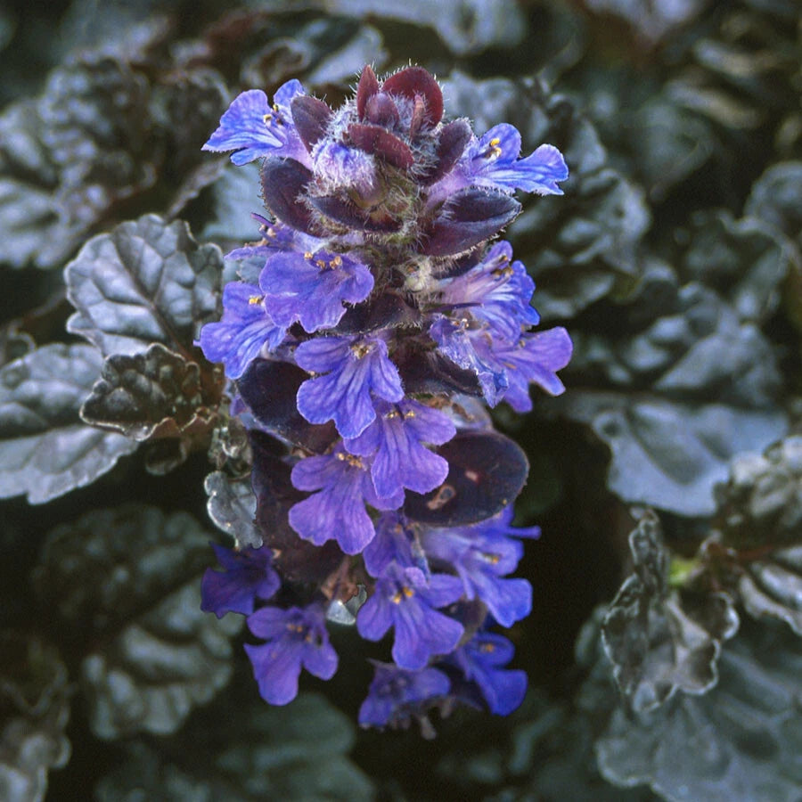 Ajuga reptans 'Bugleweed' Ground Cover Starter Plants - 10 Rooted Cuttings for Lush Green Gardens