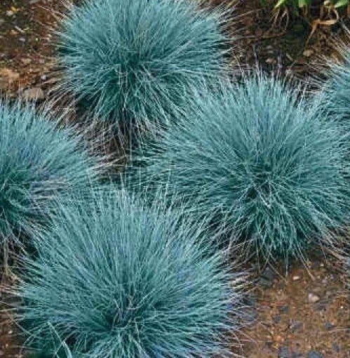Blue Fescue Grass Seeds 600+ Ornamental Perennial Plants Festuca glauca, Drought-Tolerant Garden Grass, Free Shipping
