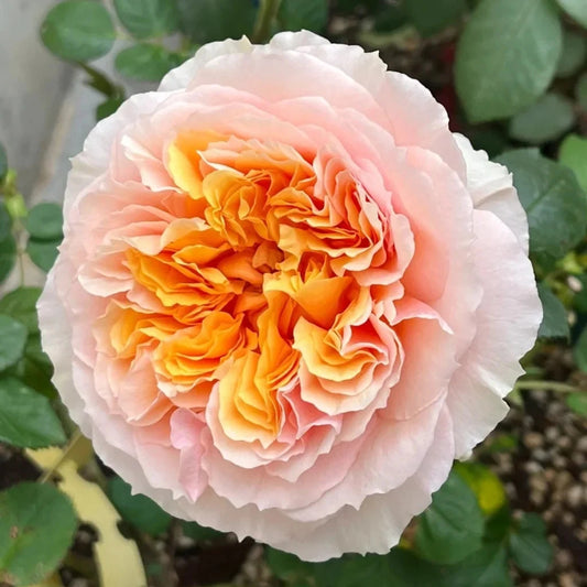 Impressionist Climbing Rose Cuttings - Everblooming with Huge Blooms - Rosa 'Impressionist' 4 Live Plant Cuttings