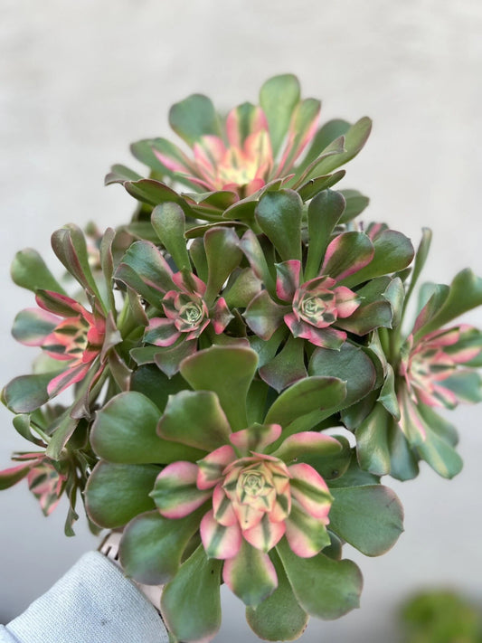 Aeonium Cutting - Concubine Variety - Succulent Plant - Perfect for Propagation and Gardening