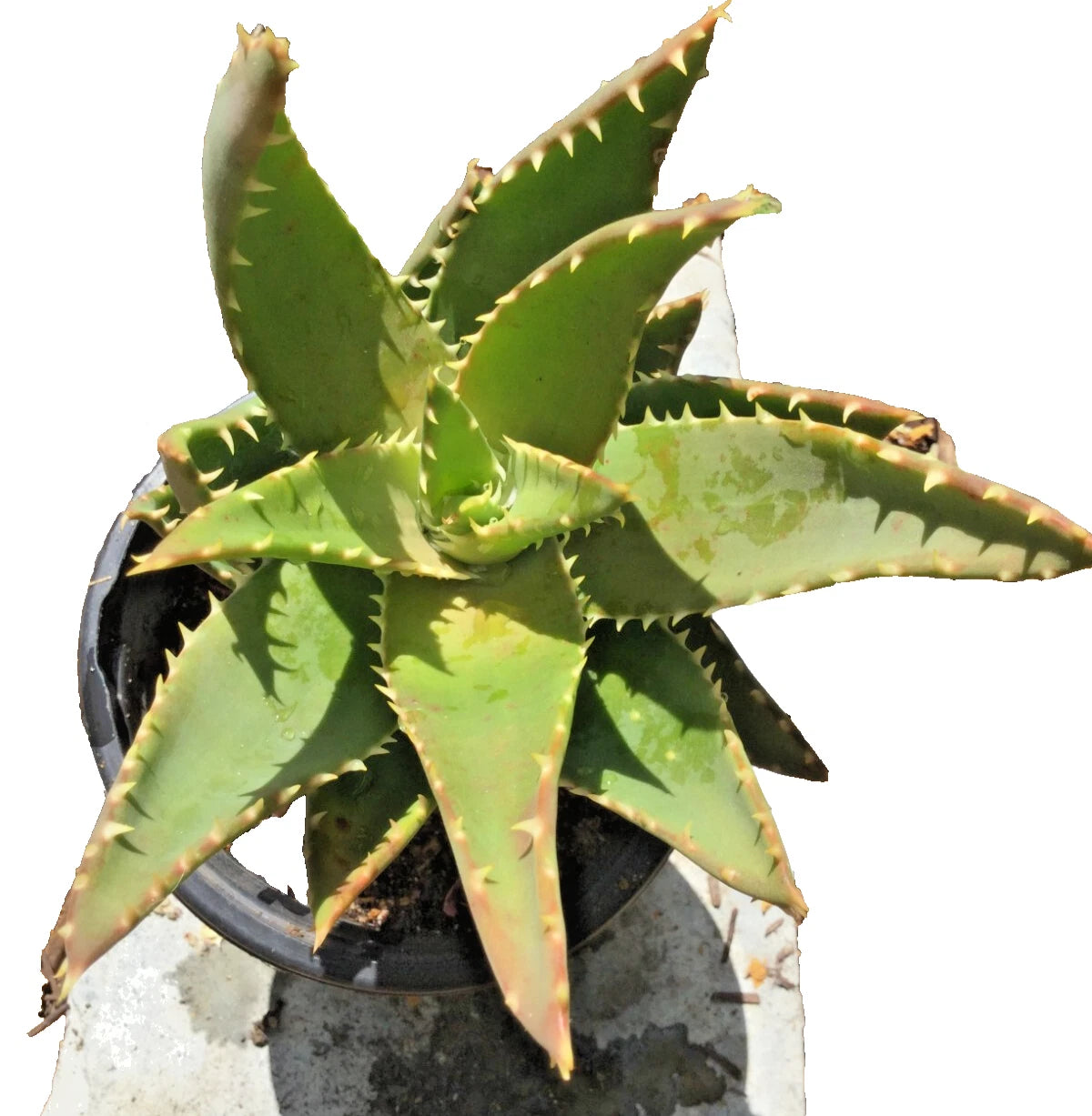 Aloe T-Rex Cactus Plant 14" Tall with Pups - Rooted Succulent - Cacti for Home Decor - Unique Indoor Plant