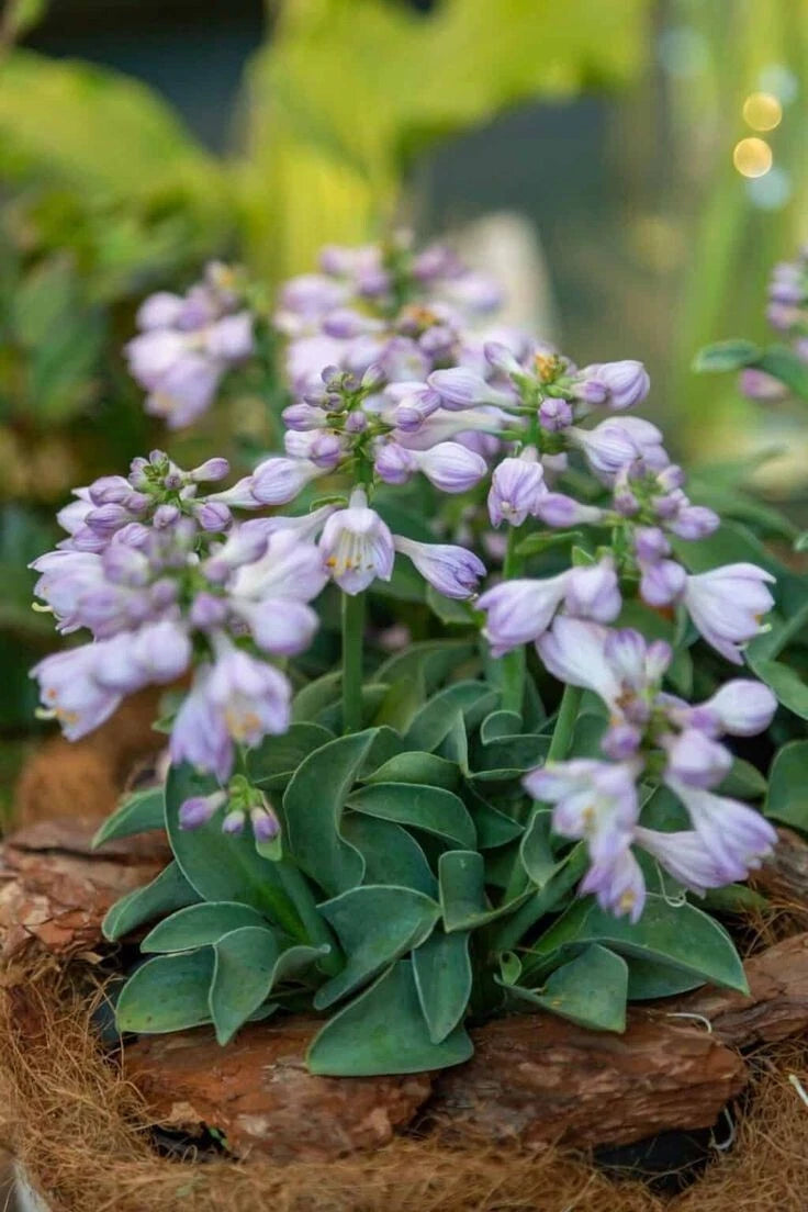 Blue Mouse Ears Hosta Live Plant 4" Pot - Hosta sieboldiana - Miniature Blue-Green Leaves, Shade Tolerant Perennial