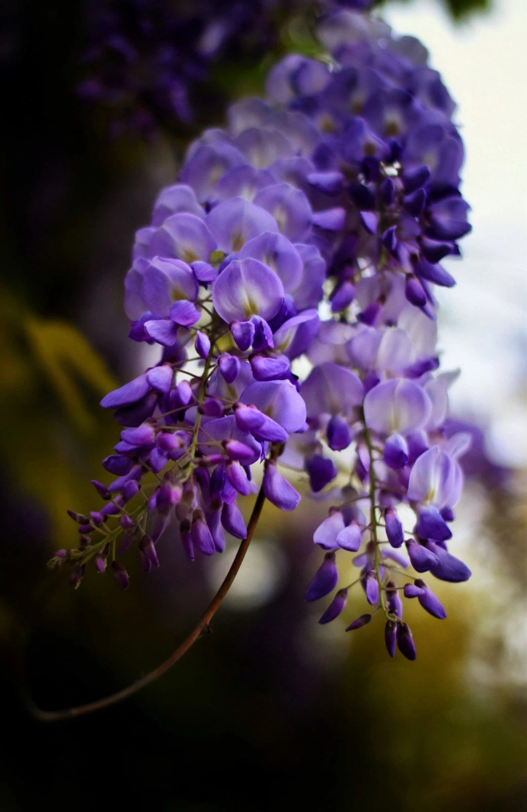 Live Wisteria Plants - 3 Healthy Cuttings with Good Roots - Perfect for Gardens (Wisteria sinensis) - Free Shipping
