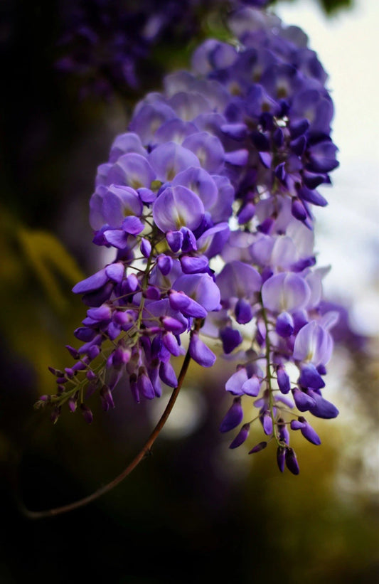 Live Wisteria Plants - 3 Healthy Cuttings with Good Roots - Perfect for Gardens (Wisteria sinensis) - Free Shipping