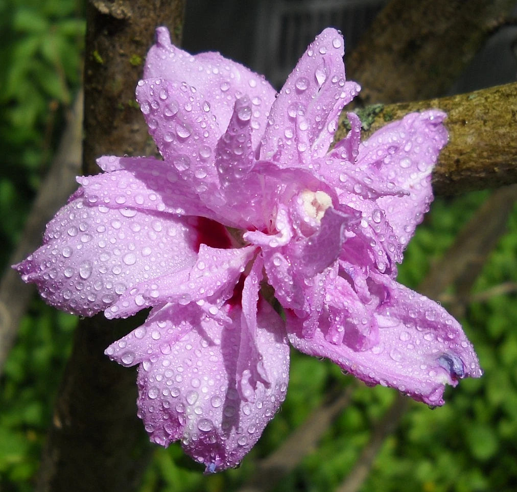 20 Cuttings of Rose of Sharon Hibiscus Syriacus Flowering Bush for Rooting, Hardy Garden Plant Cuttings