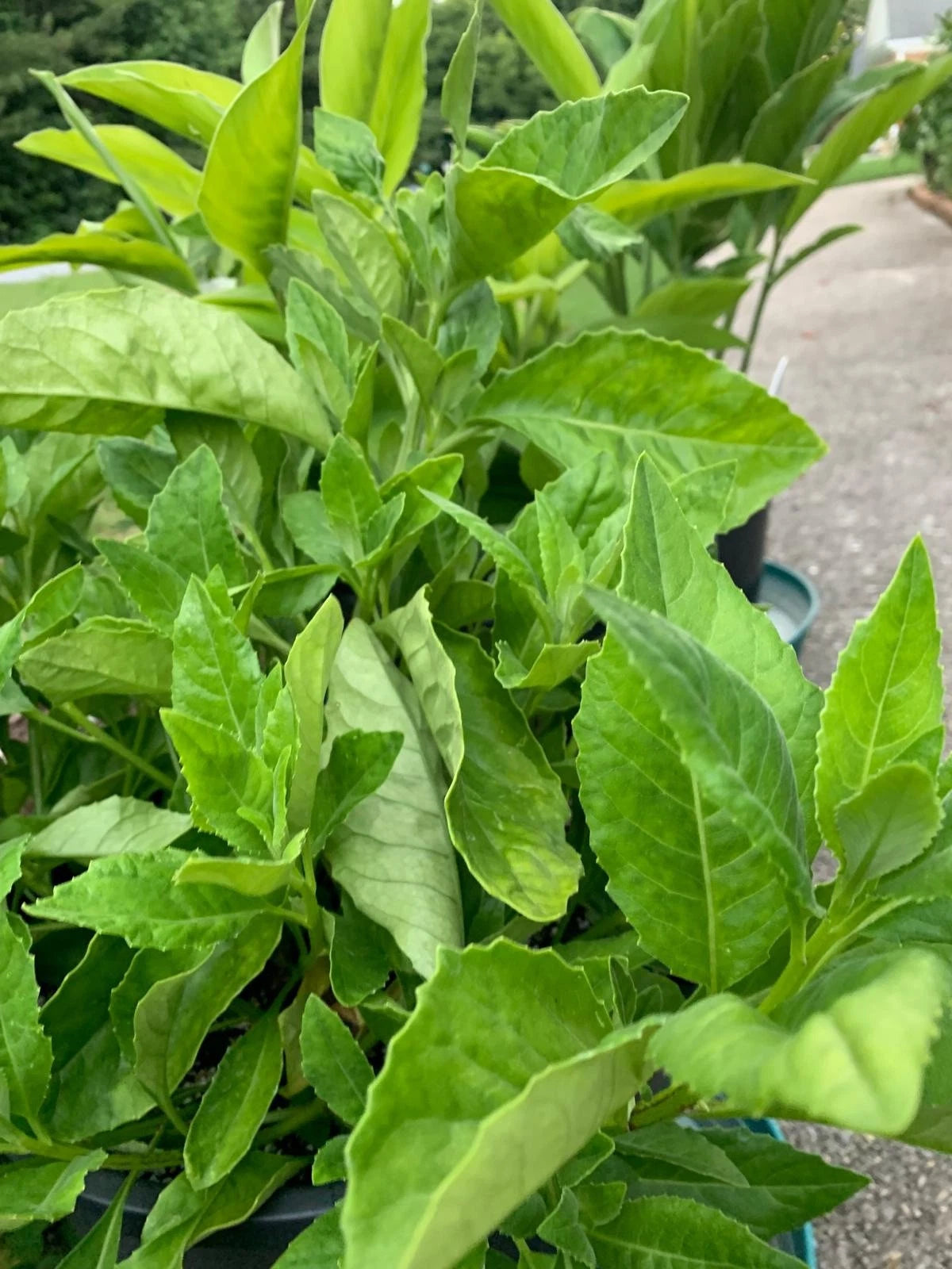 Longevity Spinach Cuttings - 4 Fresh Unrooted Cuttings, Gynura procumbens, 5-6 Inches Long, Edible Greens for Healthy Living