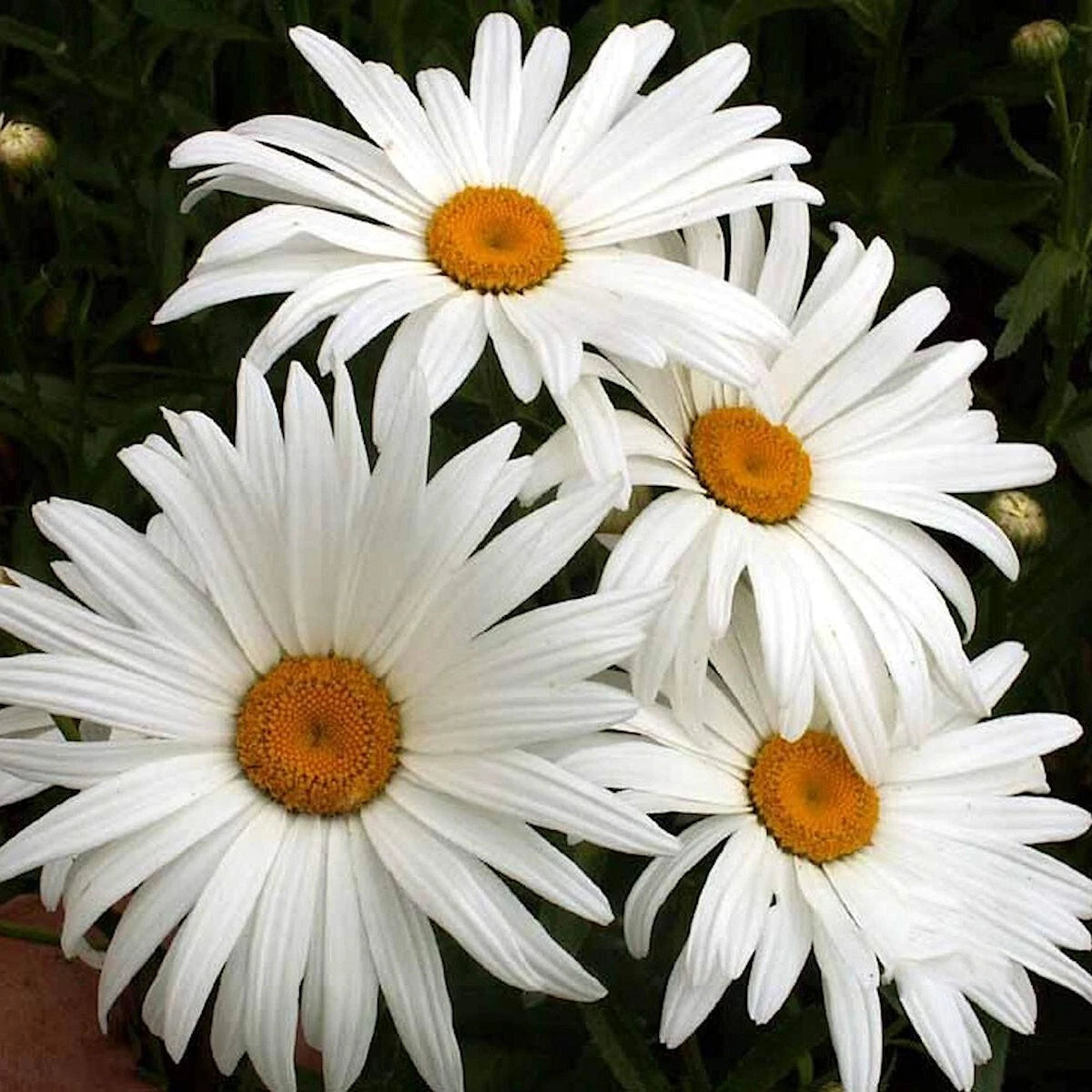 Alaska Shasta Daisy Wildflower Seeds - 1/4 Lb Mylar Seed Packet - Leucanthemum × superbum - Everwilde Farms